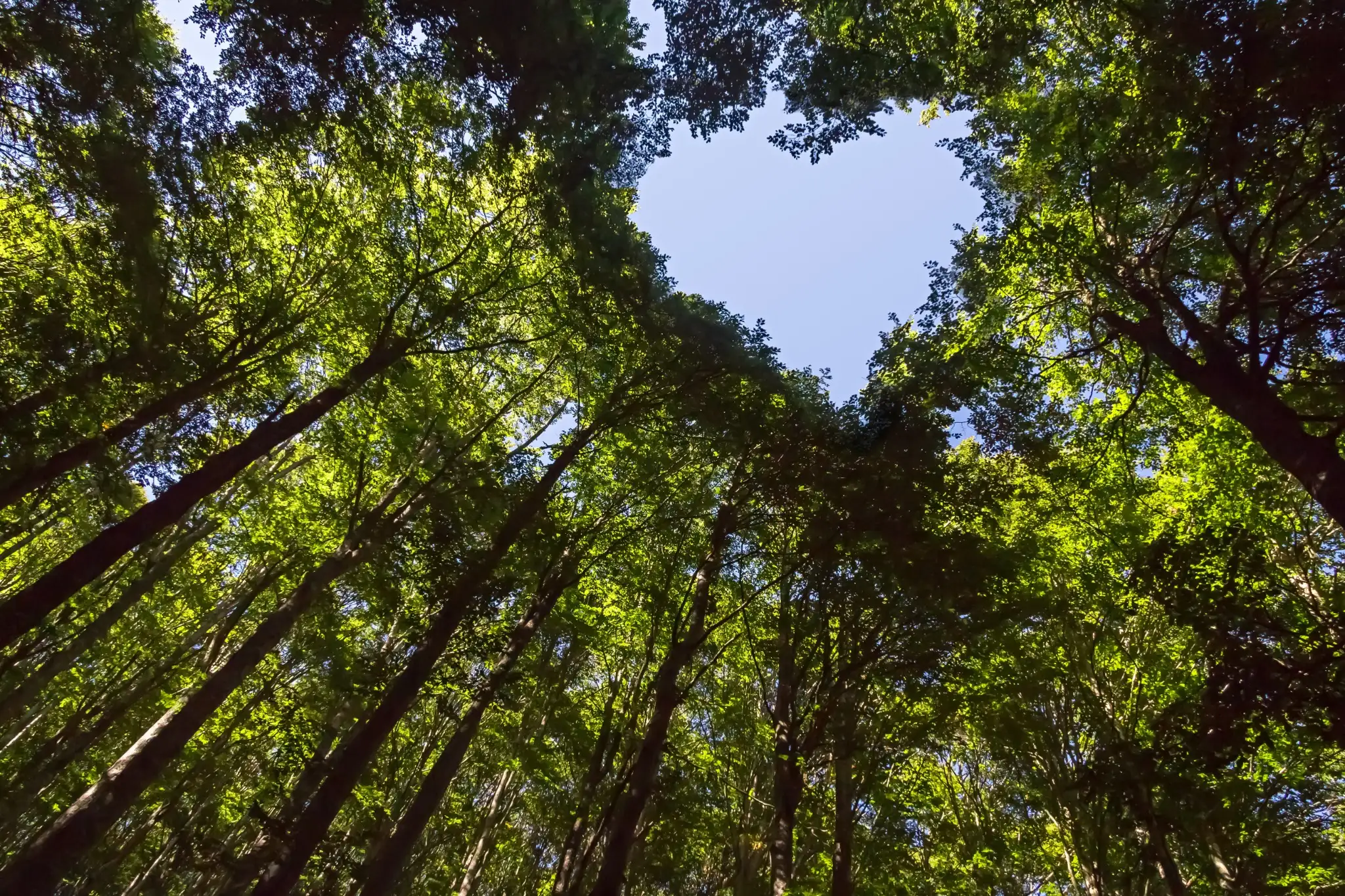 Sunlight shining through tall green forest trees viewed from below